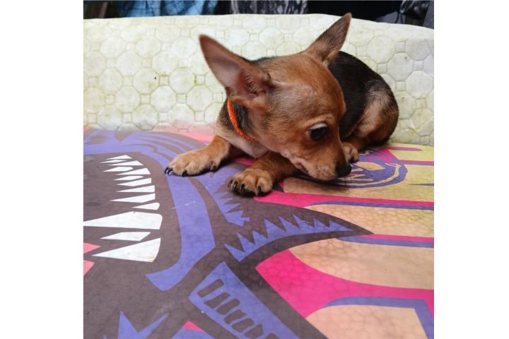 Chihuahua nene Puerto Rico
