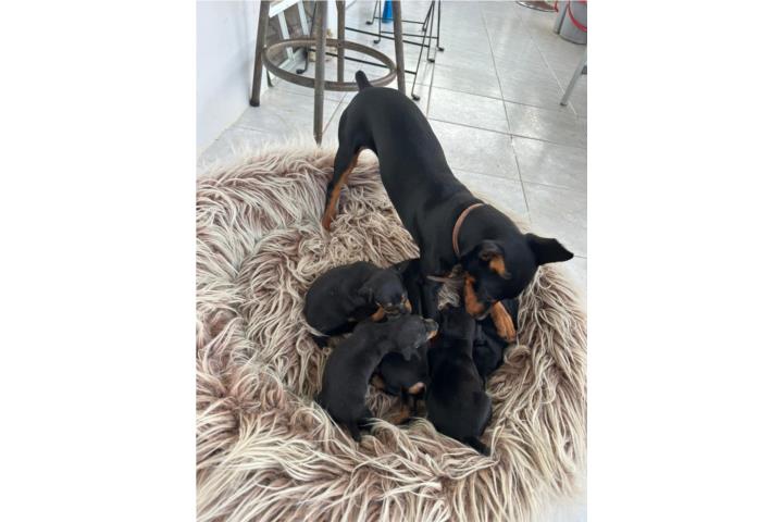 Mini Doberman Pinsher  Puerto Rico
