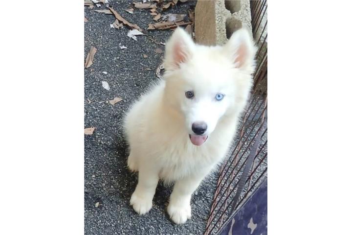 Siberian Husky Registro AKC  Puerto Rico