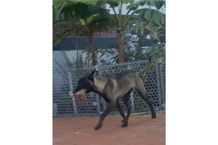 Pastor belga malinois Puerto Rico