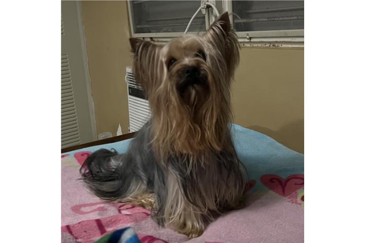 Yorkie macho Puerto Rico