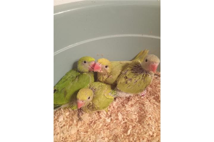 Cotorra ringneck para criar a mano Puerto Rico
