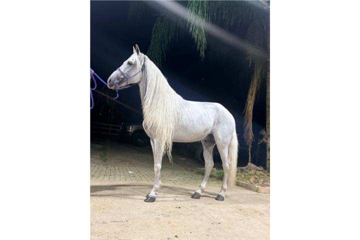 Caballo Fino Puerto Rico