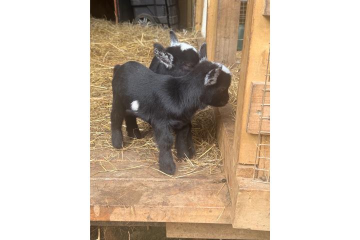 Cabrito enano pigmeo Puerto Rico