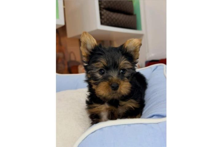 Bello yorkie macho  Puerto Rico