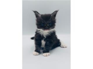 Maine Coon Europeo Macho Registro Tica, Mascotas Puerto Rico