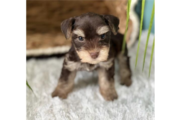Mini schnauzer  Puerto Rico