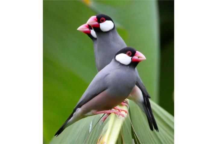 Javas finches cantando mucho 140 pareja  Puerto Rico