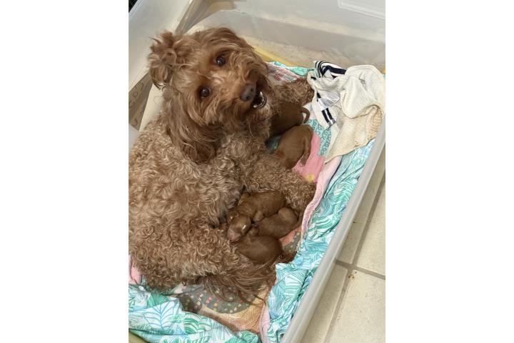 Mini goldendoodle Puppies  Puerto Rico