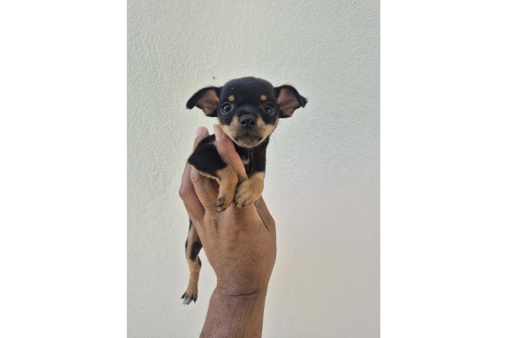 Chihuahua hembra  Puerto Rico
