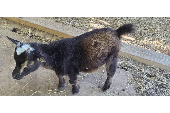 Cabrito enano mansito Puerto Rico