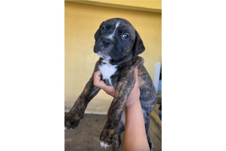 American Staffordshire PitBull Terrier Puerto Rico