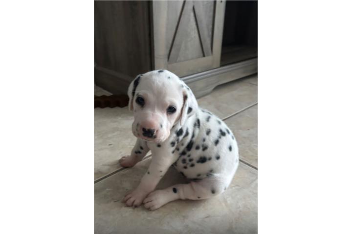 Dalmata 100% solo 1 nena disponible  Puerto Rico