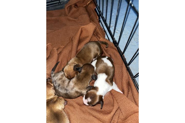 Salchichas macho minis  Puerto Rico