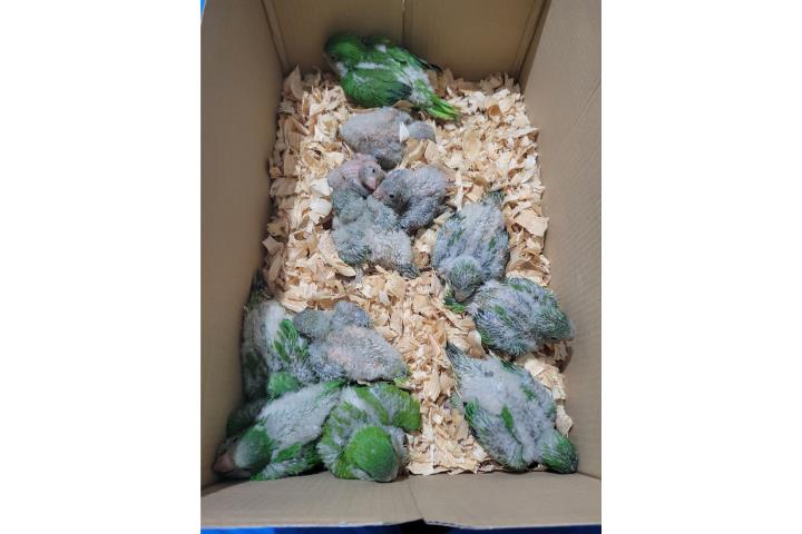 Bebes de Cotorra Quaker Verdes  Puerto Rico
