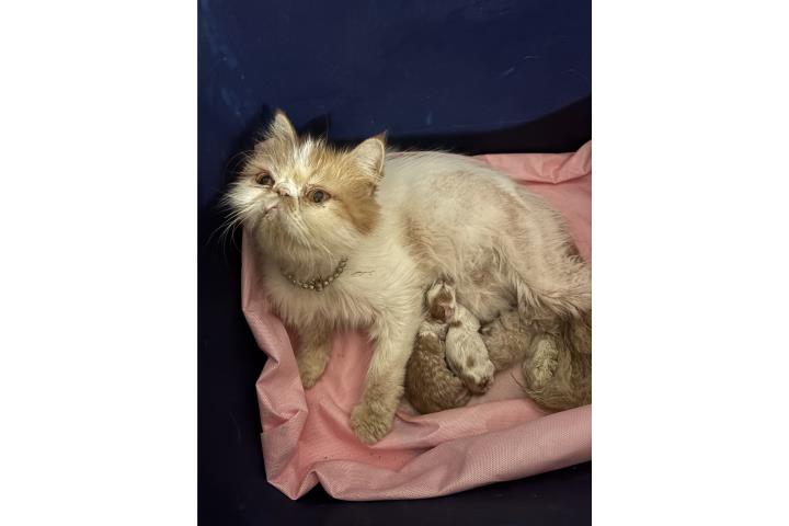 Gatos pereza extremo con gato criollo  Puerto Rico