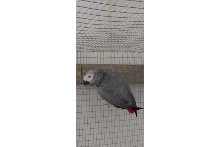 Quaker azul Hand feeding  Puerto Rico