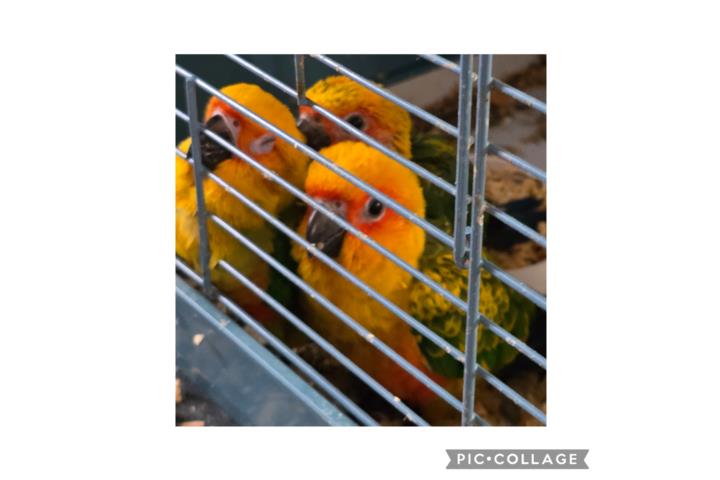 Sun Conuros Hand Feed Puerto Rico
