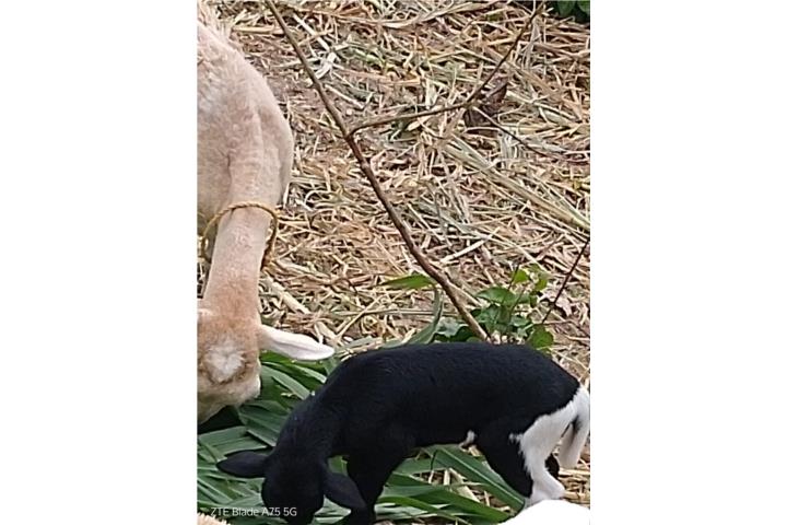 Vende ovejo bebe Puerto Rico