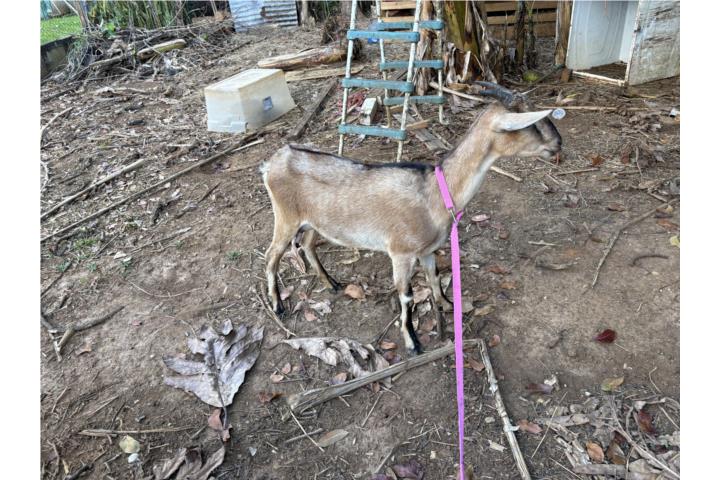 Cabra pichona de un palto dando leche Puerto Rico