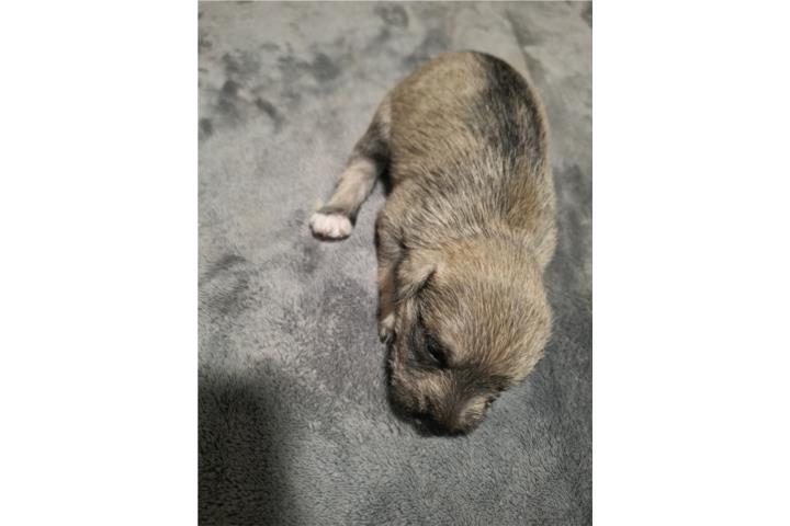 Hermosos Mini Schnauzers Puerto Rico