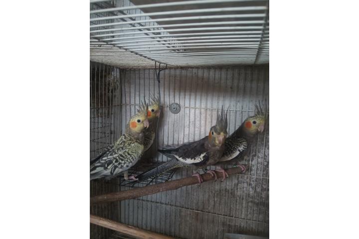 Cockatieles jóvenes  Puerto Rico