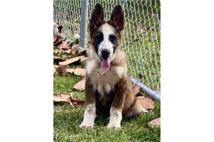 German shepherd  Puerto Rico