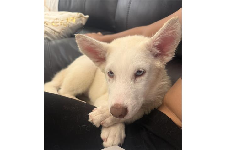 Preciosos Huskies  Puerto Rico