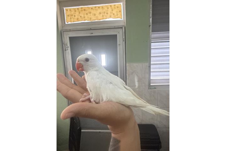 Ringneck blanco 300 Puerto Rico