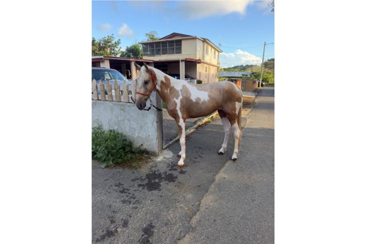 Potranca de 3 años  Puerto Rico