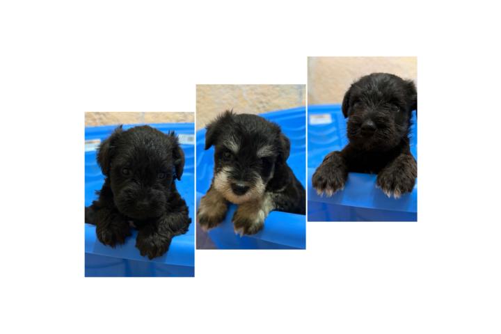 Schnauzer Mini  Puerto Rico