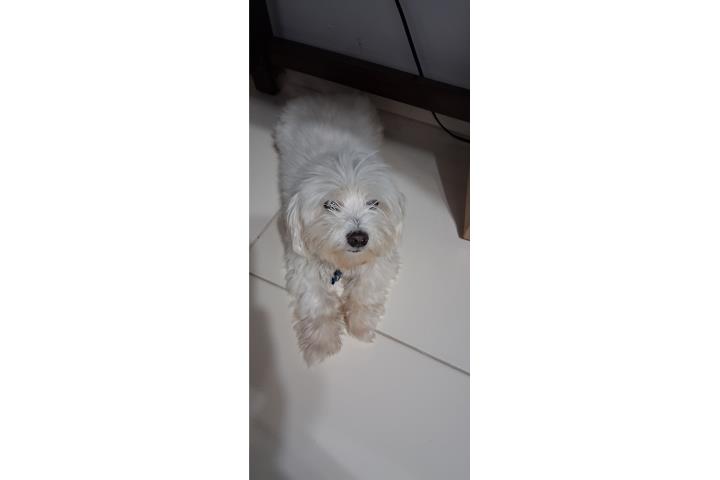 Adult Maltese for sale Puerto Rico