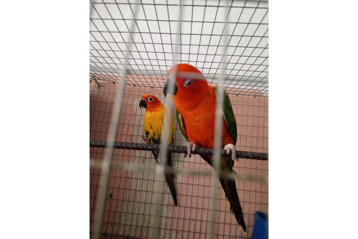 Pareja de Sunconuros hembra Red factor  Puerto Rico