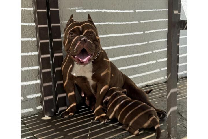 BULLY PUPPIES  Puerto Rico