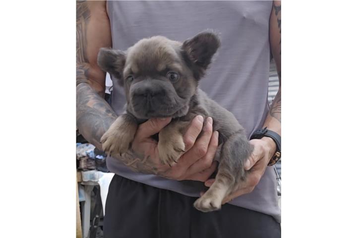 French Bull Dog Fluffy Puerto Rico