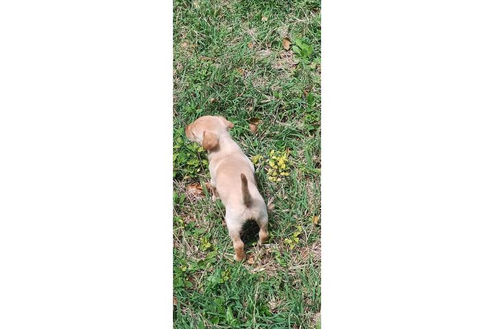 Perrita Puerto Rico