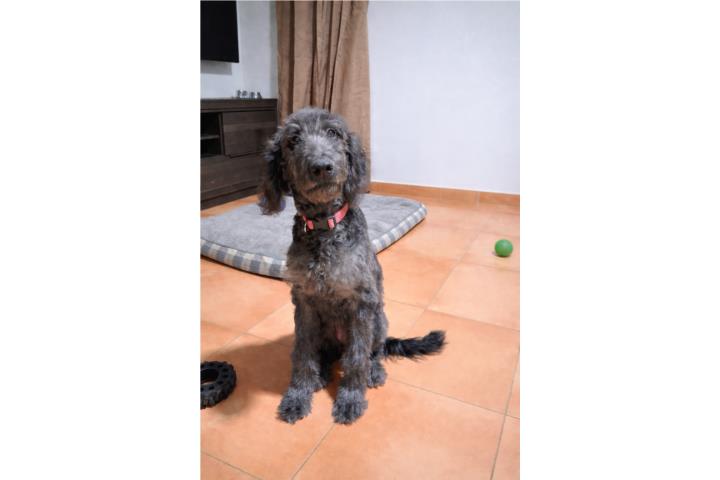 Goldendoodle hembra  Puerto Rico