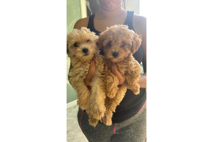 Poodle mini Puerto Rico