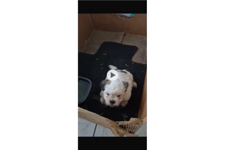 Shih Tzu macho!  Puerto Rico