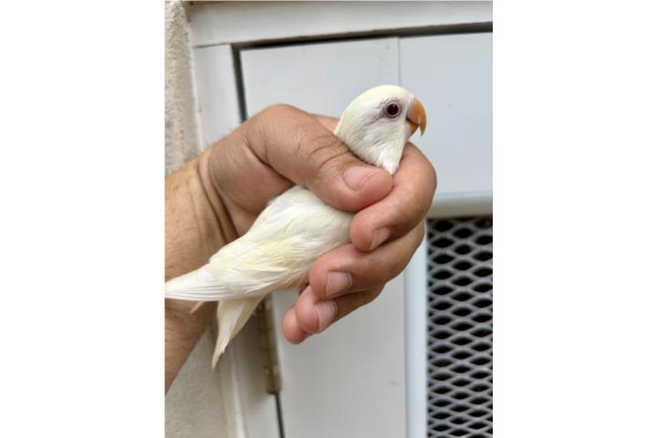 Lovebird blanco regular  Puerto Rico