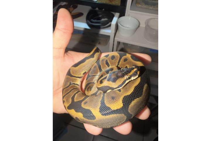 Ball Python Leopard  Puerto Rico
