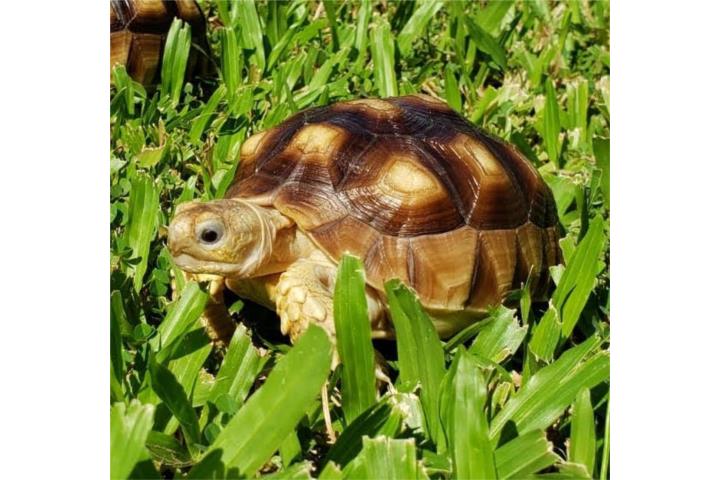 Tortugas terrestres sulcatas nacidas en PR Puerto Rico