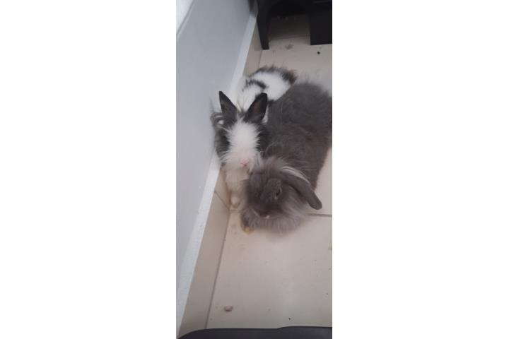 Rabbits for sale Puerto Rico