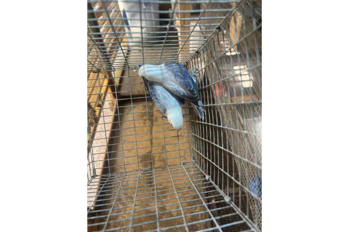 Se venden fitchers opalinos  Puerto Rico