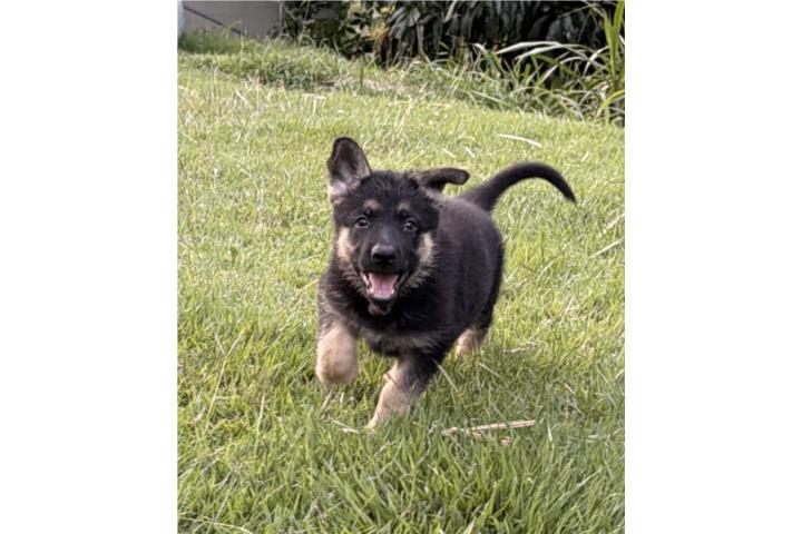 German Shepherd AKC Hembra Puerto Rico
