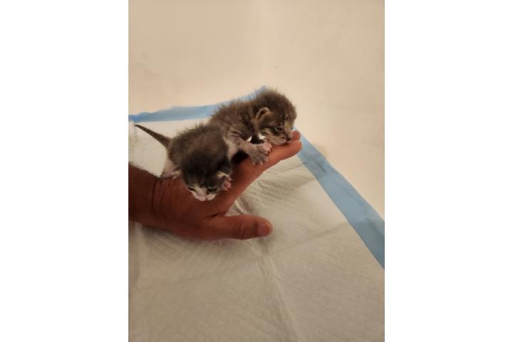 Se regalan gatitos  Puerto Rico