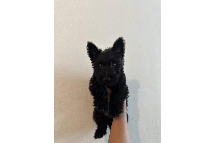 Scottish Terrier a la venta  Puerto Rico