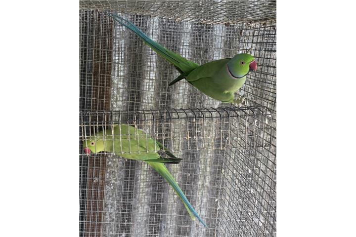 PAREJA DE RINGNECKS 2 AÑOS VERDE HERMOSA ??  Puerto Rico