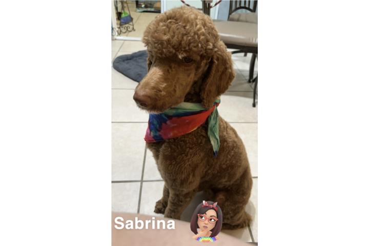 Standard Poodle Nena  Puerto Rico