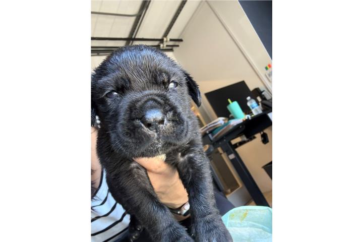 Cane corso macho  Puerto Rico
